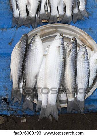 Stock Image - Fresh raw fish. Fotosearch