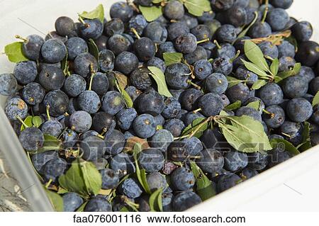 Fresh ripe plums View Large Photo Image Stock Photograph - Fresh ripe plums. Fotosearch
