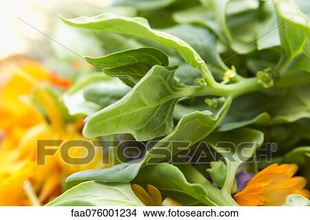 Picture - Fresh tetragon. Fotosearch