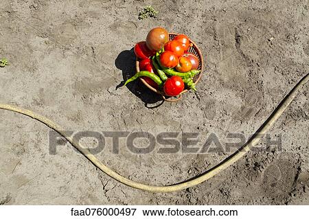 Stock Photo - Fresh tomatoes and chili peppers in basket. Fotosearch