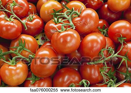 Stock Photography - Fresh vine tomatoes. Fotosearch