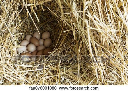 Stock Image - Freshly laid eggs nestled in straw. Fotosearch