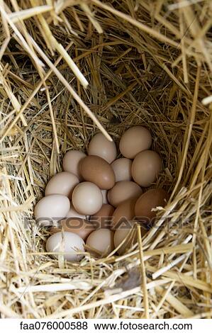 Freshly laid eggs nestled in straw View Large Photo Image Stock Photo - Freshly laid eggs nestled in straw. Fotosearch