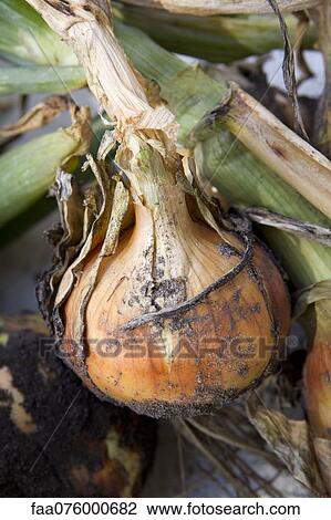 Freshly picked onion View Large Photo Image Stock Image - Freshly picked onion. Fotosearch