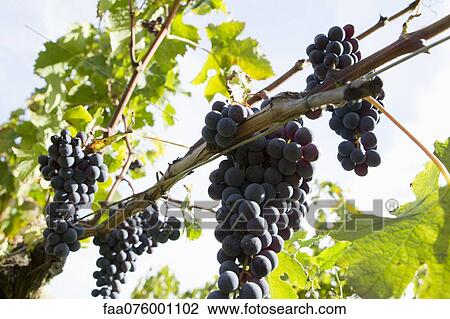 Stock Image - Grapes growing on vine. Fotosearch