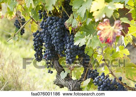 Grapes growing on vine View Large Photo Image Stock Photograph - Grapes growing on vine. Fotosearch