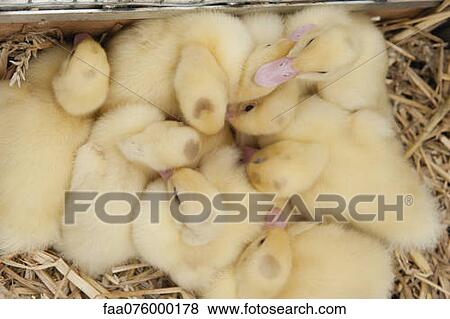 Group of ducklings, directly above View Large Photo Image Stock Photo - Group of ducklings, directly above. Fotosearch