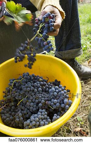 Harvesting grapes View Large Photo Image Stock Image - Harvesting grapes. Fotosearch
