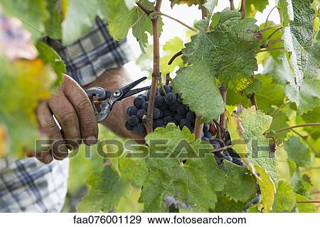 Stock Photo - Harvesting grapes. Fotosearch