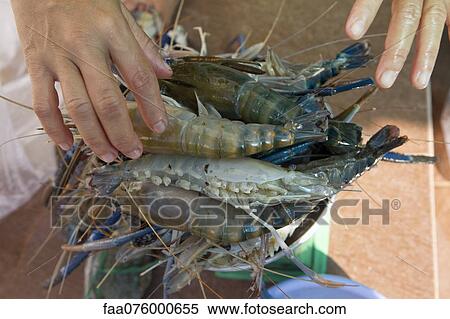 Heap of large prawns View Large Photo Image Stock Photography - Heap of large prawns. Fotosearch