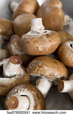 Heap of mushrooms View Large Photo Image Stock Image - Heap of mushrooms. Fotosearch