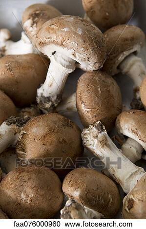 Heap of mushrooms View Large Photo Image Stock Image - Heap of mushrooms. Fotosearch