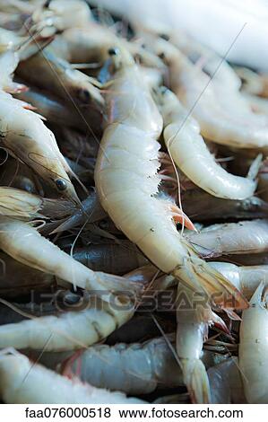 Stock Photo - Heap of raw shrimps. Fotosearch