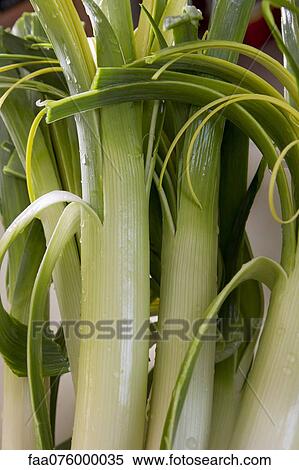 Stock Photography - Leeks. Fotosearch