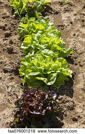 Stock Photo - Lettuce growing in field. Fotosearch