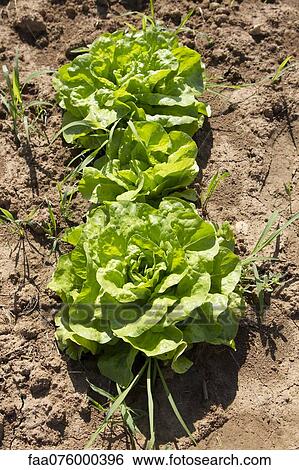 Stock Photograph - Lettuce growing in field. Fotosearch