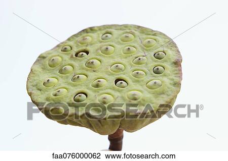Stock Image - Lotus seed pod. Fotosearch