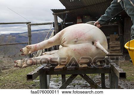 Man cleaning slaughtered pig View Large Photo Image Stock Image - Man cleaning slaughtered pig. Fotosearch