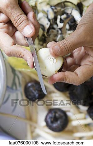 Man cutting water chestnut, cropped View Large Photo Image Stock Photo - Man cutting water chestnut, cropped. Fotosearch