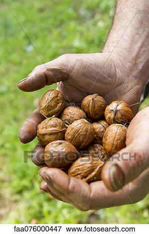 Stock Photo - Man holding walnuts. Fotosearch