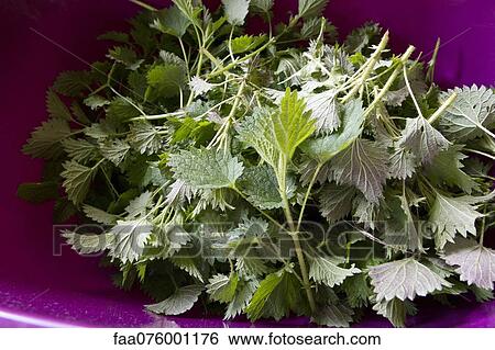 Stock Photograph - Nettles. Fotosearch