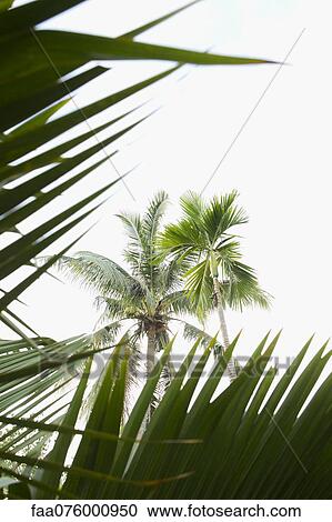 Stock Image - Palm trees. Fotosearch