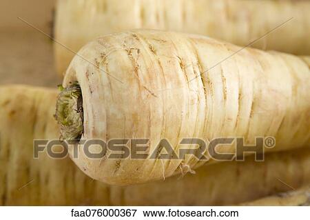 Parsnips, close-up View Large Photo Image Stock Photo - Parsnips, close-up. Fotosearch