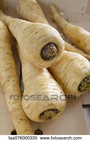 Parsnips View Large Photo Image Stock Photography - Parsnips. Fotosearch