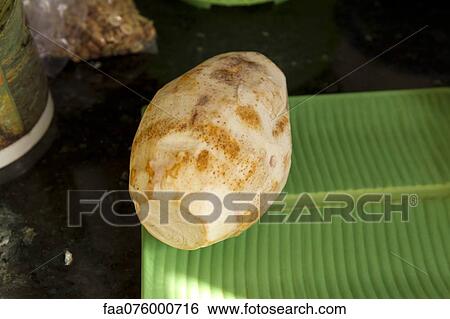Stock Photograph - Peeled cassava. Fotosearch