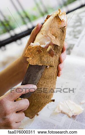 Peeling cassava View Large Photo Image Stock Image - Peeling cassava. Fotosearch