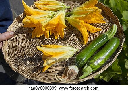 Stock Photo - Person holding wicker tray with zucchinis and zucchini blossoms. Fotosearch