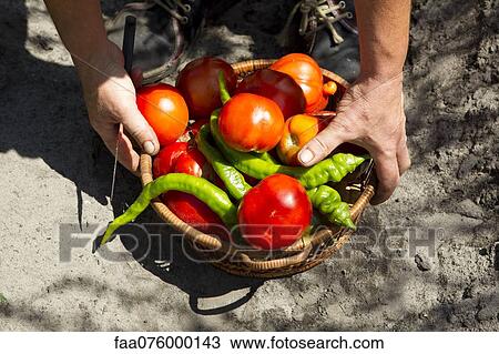 Stock Image - Person picking up basket filled with fresh tomatoes and chili peppers, cropped. Fotosearch