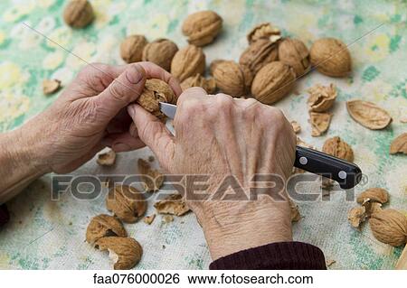 Person shelling walnuts with knife View Large Photo Image Stock Photograph - Person shelling walnuts with knife. Fotosearch