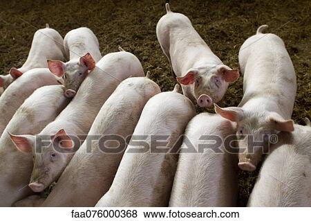 Pigs in pigpen View Large Photo Image Stock Photo - Pigs in pigpen. Fotosearch