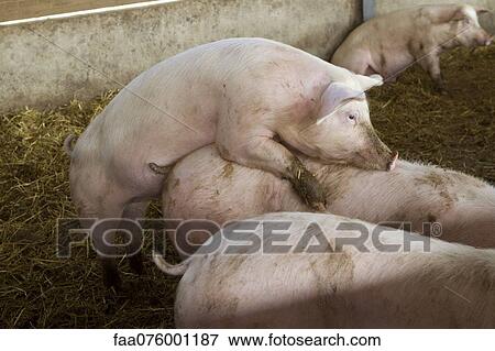 Pigs in pigpen View Large Photo Image Stock Photo - Pigs in pigpen. Fotosearch