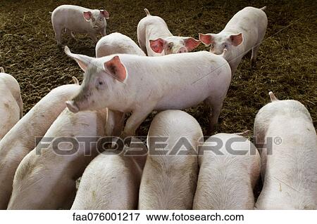 Pigs in pigpen View Large Photo Image Stock Photo - Pigs in pigpen. Fotosearch