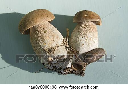 Stock Photo - Porcini mushrooms (Boletus edulis). Fotosearch
