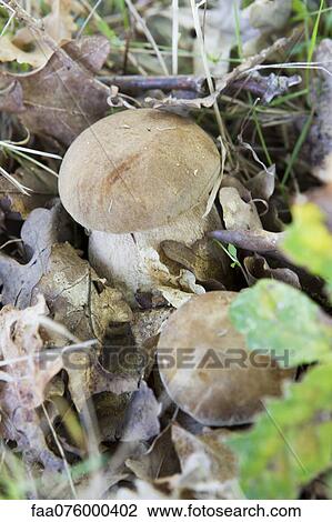 Stock Image - Porcini mushrooms growing in soil. Fotosearch