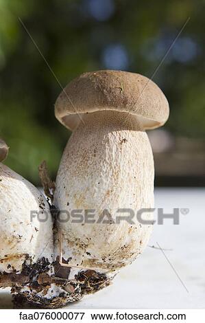 Porcini mushrooms View Large Photo Image Stock Photo - Porcini mushrooms. Fotosearch
