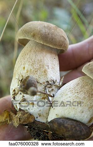 Stock Photo - Porcini mushrooms. Fotosearch