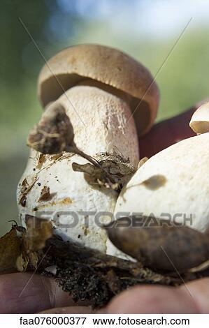 Stock Photo - Porcini mushrooms. Fotosearch