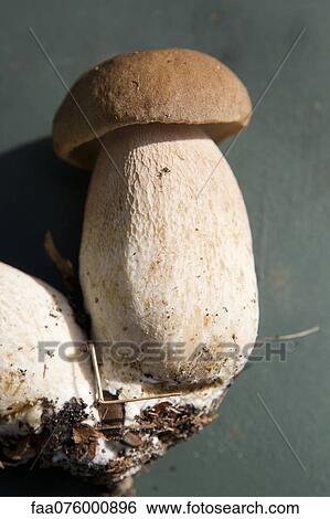 Porcini mushrooms View Large Photo Image Stock Photograph - Porcini mushrooms. Fotosearch