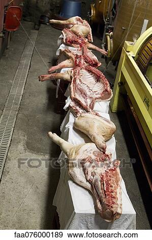 Pork legs in slaughterhouse View Large Photo Image Stock Photo - Pork legs in slaughterhouse. Fotosearch