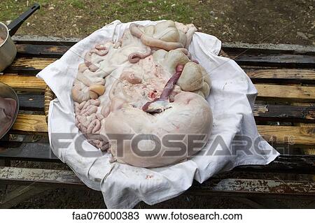 Stock Image - Pork tripe. Fotosearch