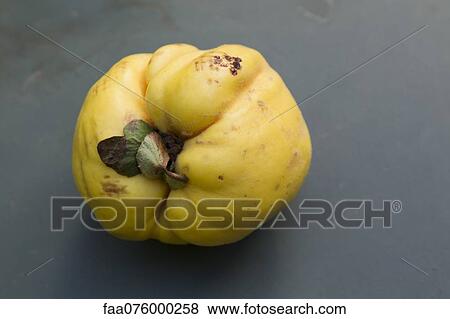 Quince View Large Photo Image Stock Photo - Quince. Fotosearch