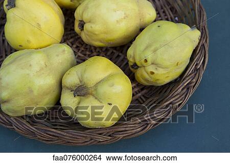 Quinces in basket, cropped View Large Photo Image Picture - Quinces in basket, cropped. Fotosearch