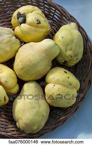 Stock Photograph - Quinces in basket. Fotosearch