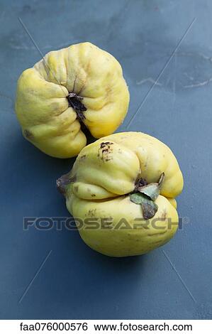 Quinces View Large Photo Image Stock Photograph - Quinces. Fotosearch