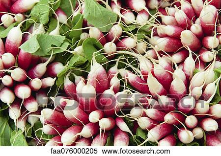 Stock Photography - Radishes. Fotosearch