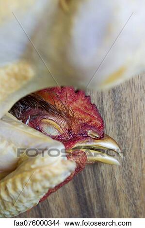 Picture - Raw chicken head. Fotosearch